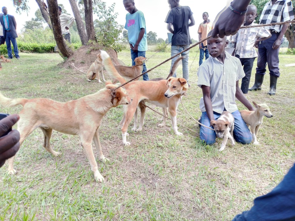 Rabies crisis takes toll on Ugandans