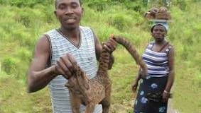 Zoonotic diseases: why it is a bad idea to eat bush meat.