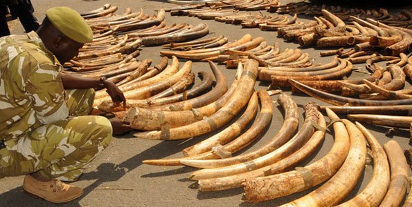 Uganda’s wildlife court sentences ivory dealer to life imprisonment