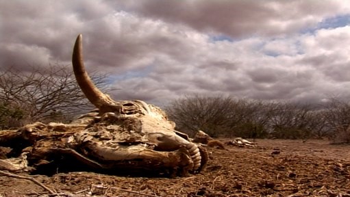 Experts wary of the climate-induced stress due to drought situation in East and Horn of&nbsp;Africa