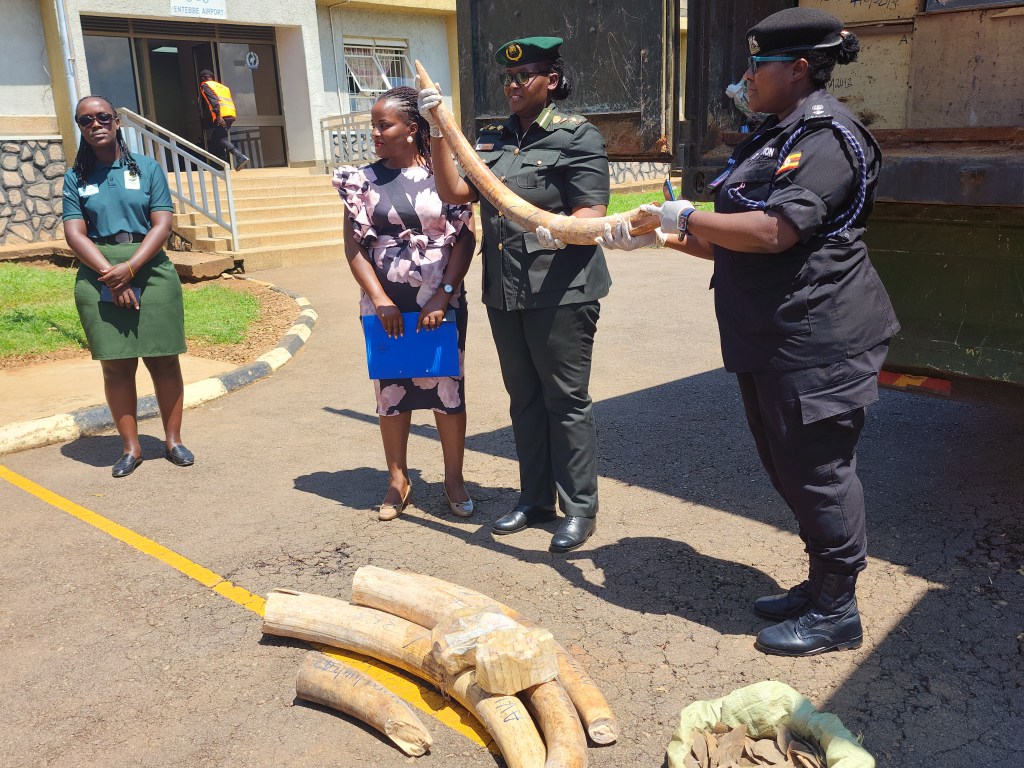 UWA takes control of 14 years-old contraband wildlife&nbsp;exhibits